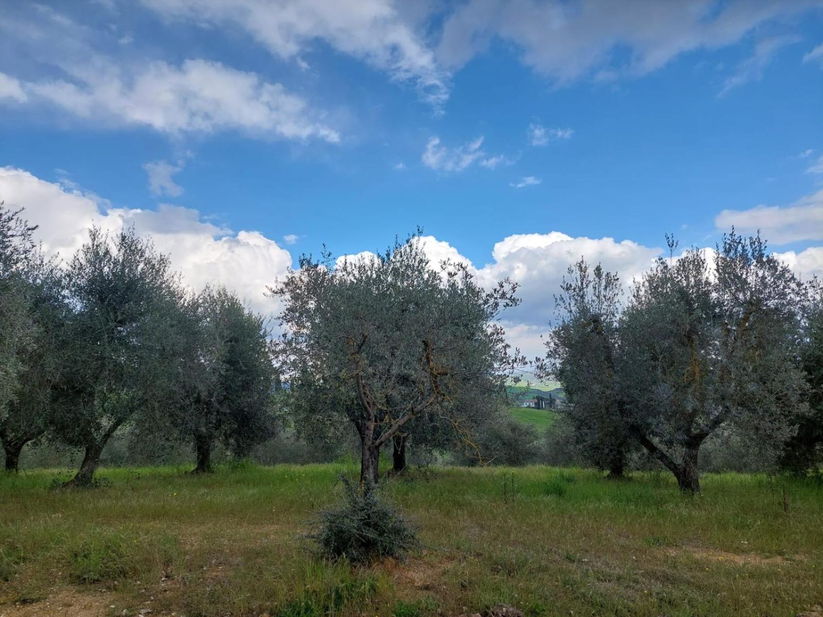 Villa Al Piccolo Ulivo, A Casa Di Mimo&Se Castiglione dʼOrcia Exterior foto